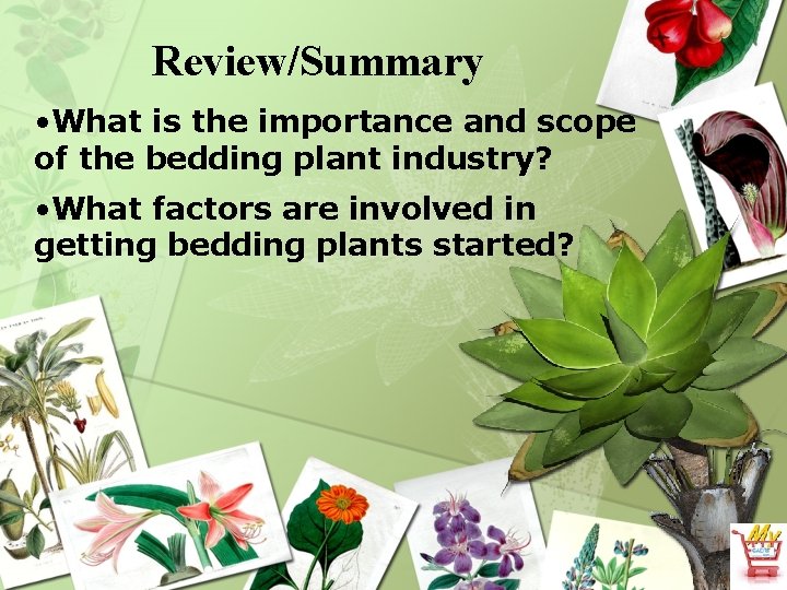 Review/Summary • What is the importance and scope of the bedding plant industry? •