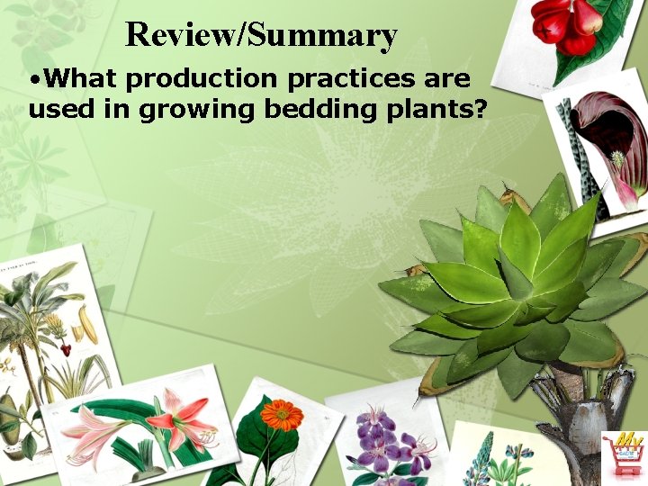 Review/Summary • What production practices are used in growing bedding plants? 