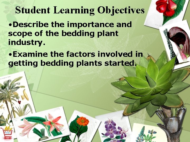 Student Learning Objectives • Describe the importance and scope of the bedding plant industry.