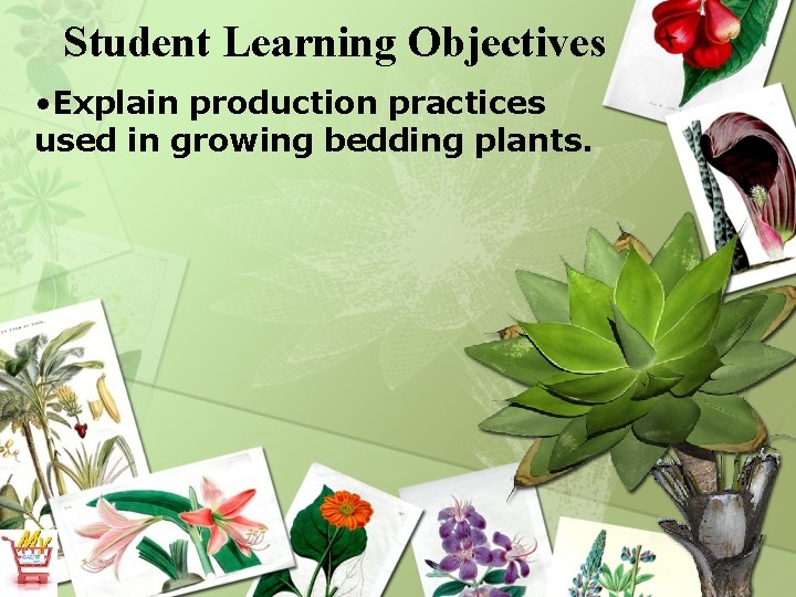Student Learning Objectives • Explain production practices used in growing bedding plants. 