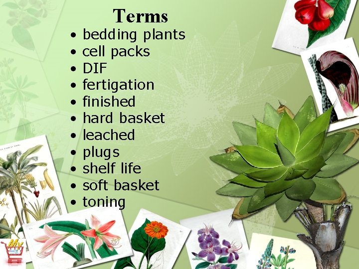 • • • Terms bedding plants cell packs DIF fertigation finished hard basket