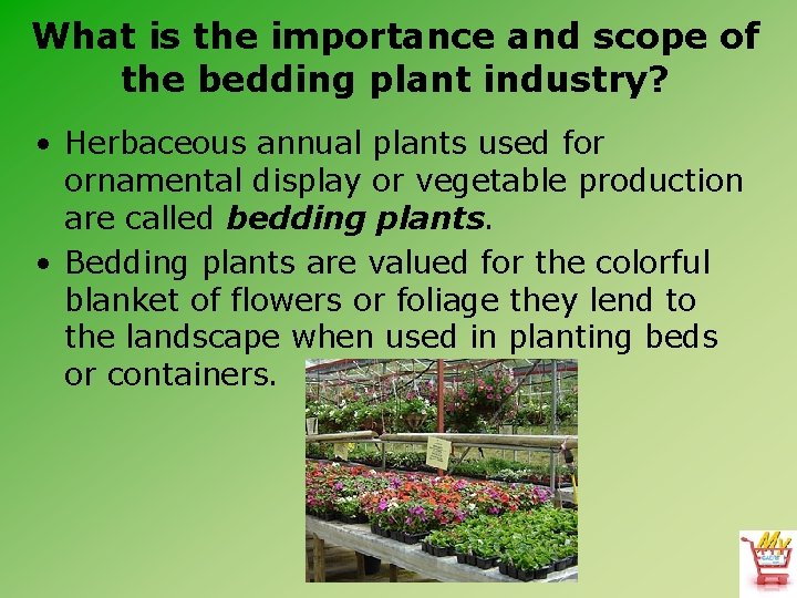 What is the importance and scope of the bedding plant industry? • Herbaceous annual