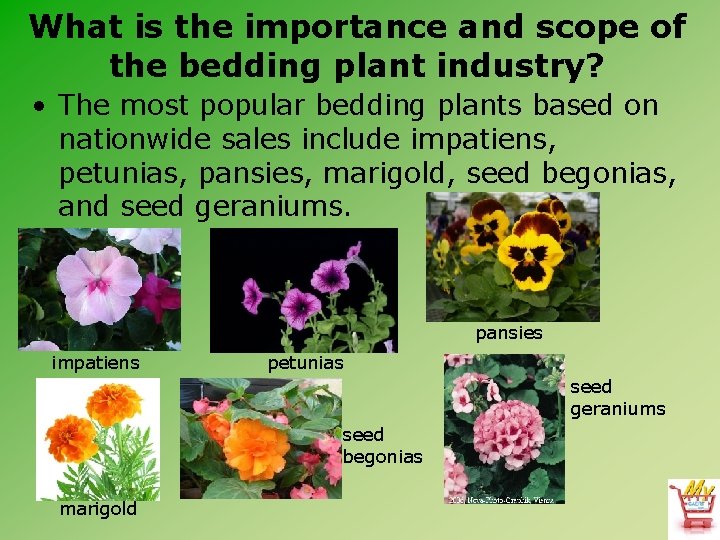 What is the importance and scope of the bedding plant industry? • The most