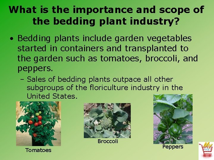 What is the importance and scope of the bedding plant industry? • Bedding plants