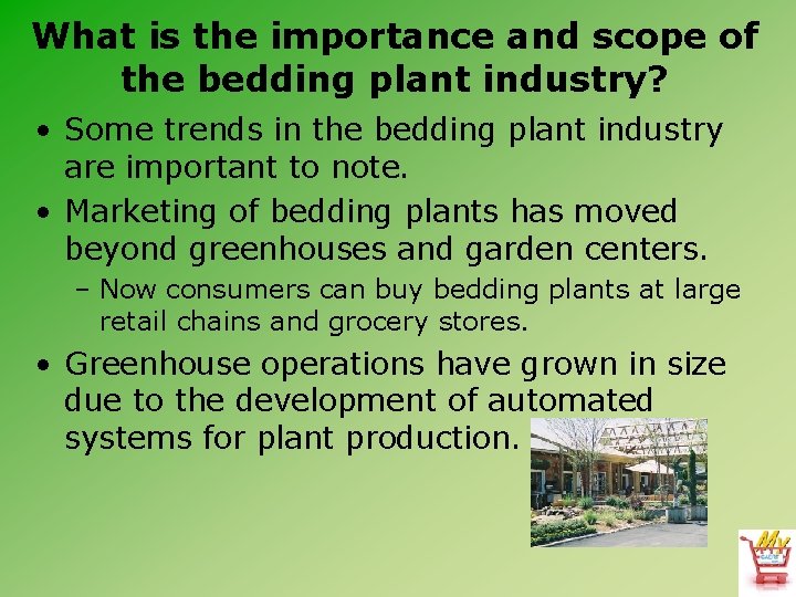 What is the importance and scope of the bedding plant industry? • Some trends