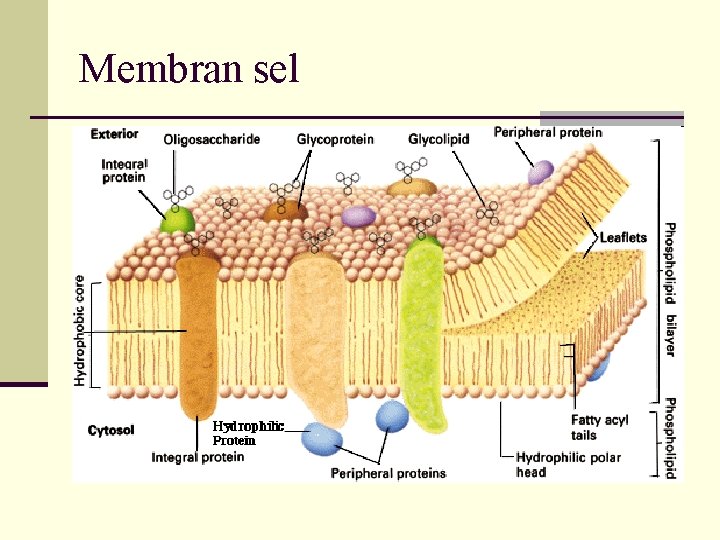 Membran sel 
