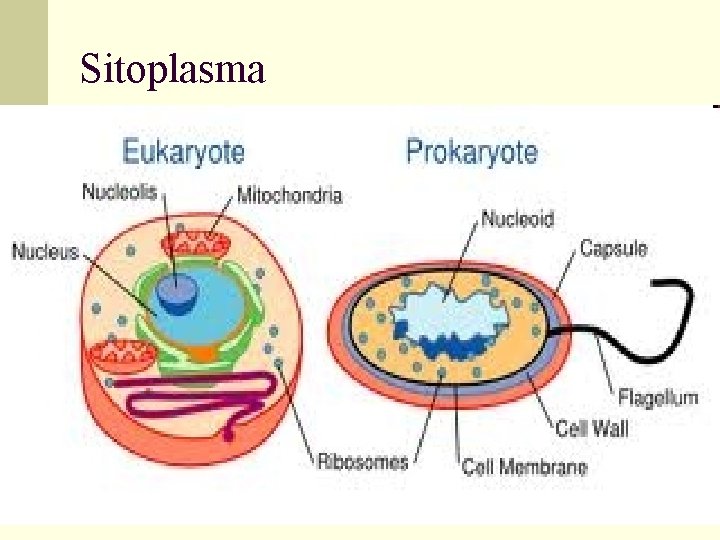 Sitoplasma 