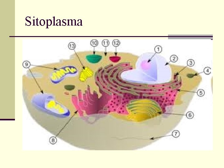 Sitoplasma 