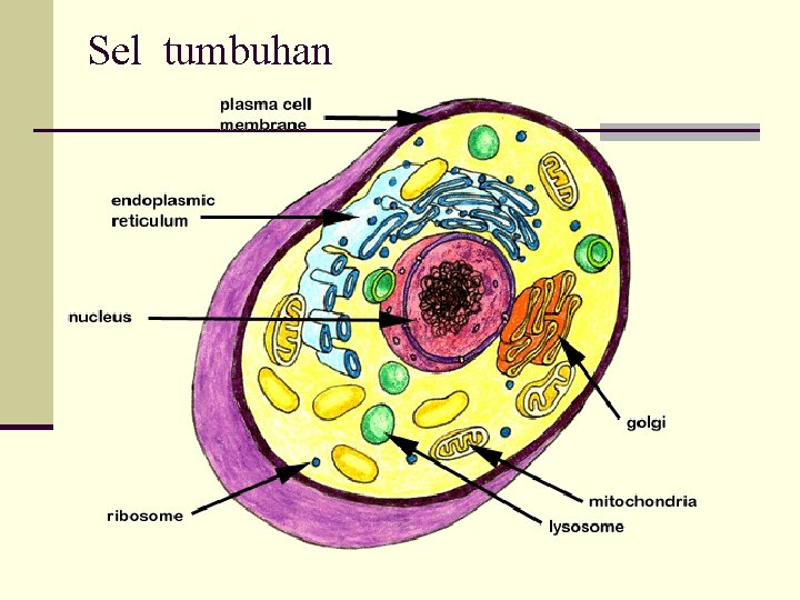 Sel tumbuhan 