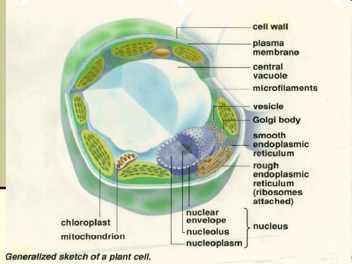 Sel tumbuhan 