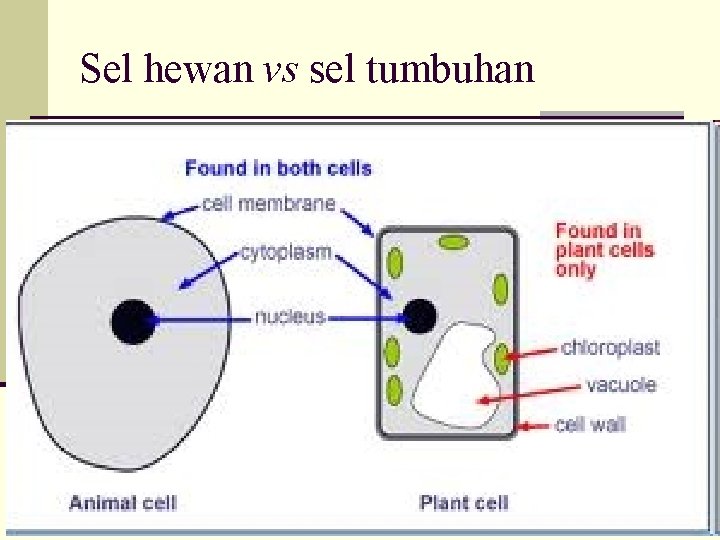 Sel hewan vs sel tumbuhan 