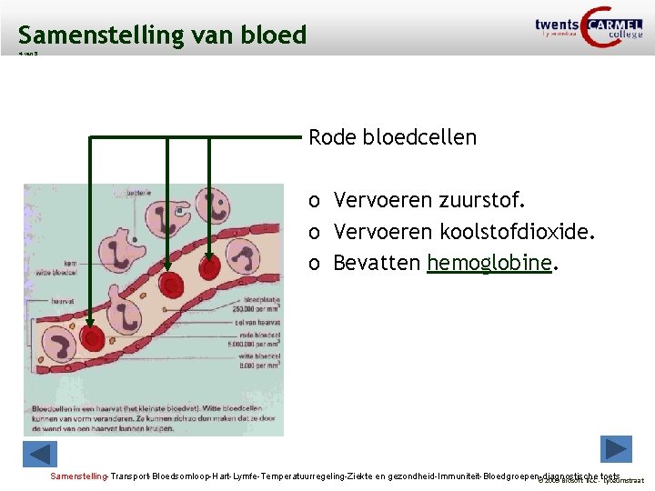 Samenstelling van bloed 4 van 5 Rode bloedcellen o Vervoeren zuurstof. o Vervoeren koolstofdioxide.