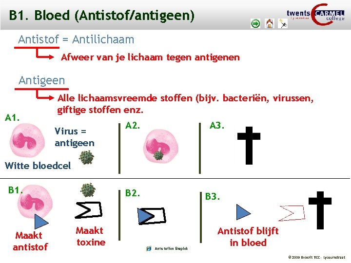 B 1. Bloed (Antistof/antigeen) Antistof = Antilichaam Afweer van je lichaam tegen antigenen Antigeen