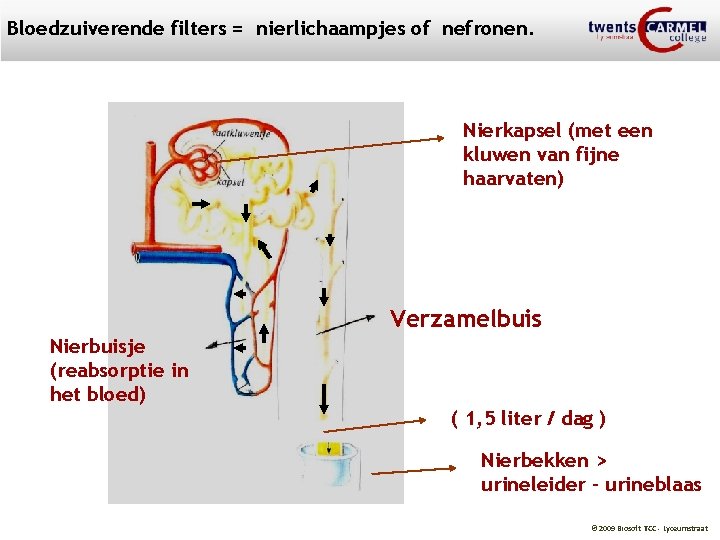 Bloedzuiverende filters = nierlichaampjes of nefronen. Nierkapsel (met een kluwen van fijne haarvaten) Verzamelbuis