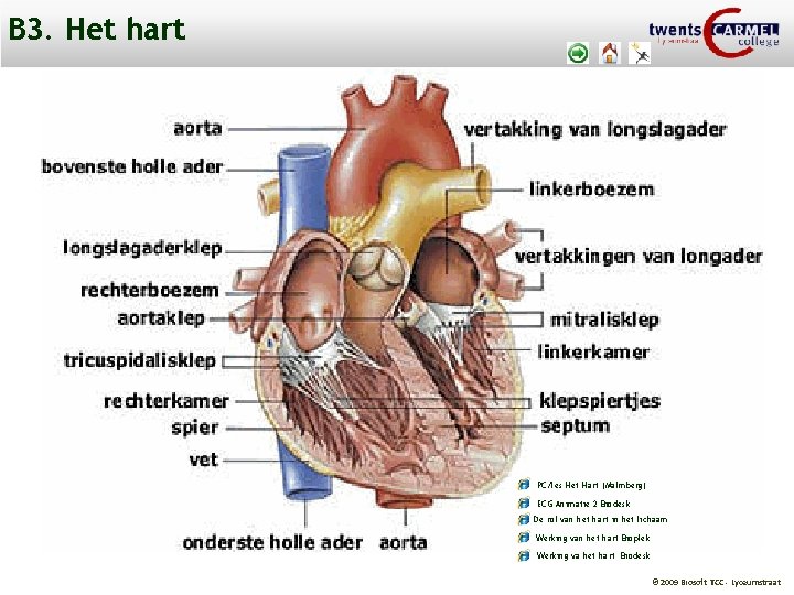 B 3. Het hart PC/les Het Hart (Malmberg) ECG Animatie 2 Biodesk De rol