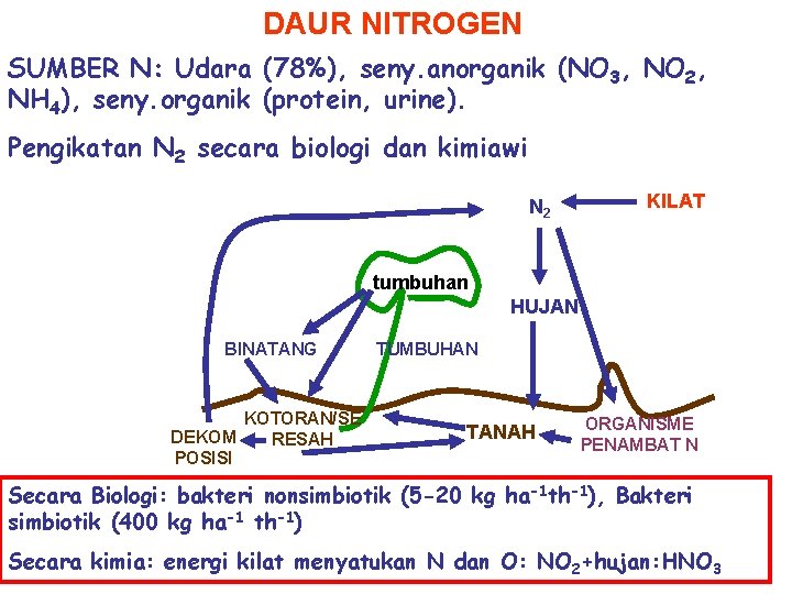 DAUR NITROGEN SUMBER N: Udara (78%), seny. anorganik (NO 3, NO 2, NH 4),