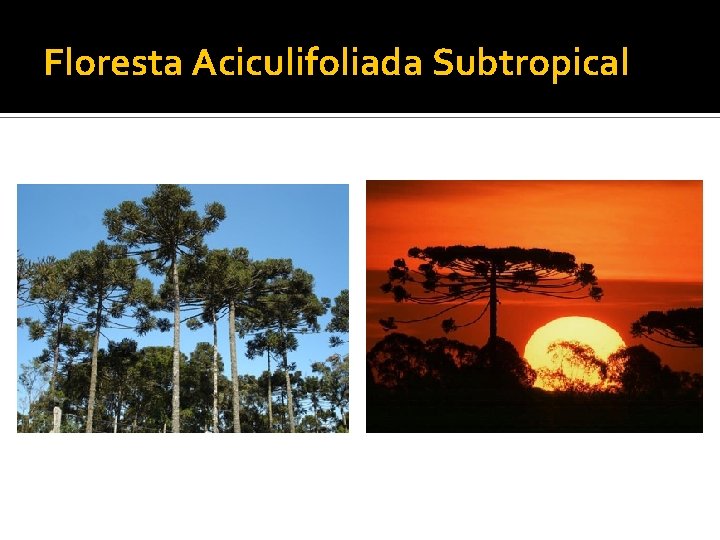 Floresta Aciculifoliada Subtropical 