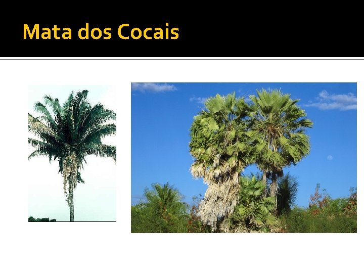 Mata dos Cocais 