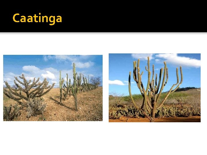 Caatinga 