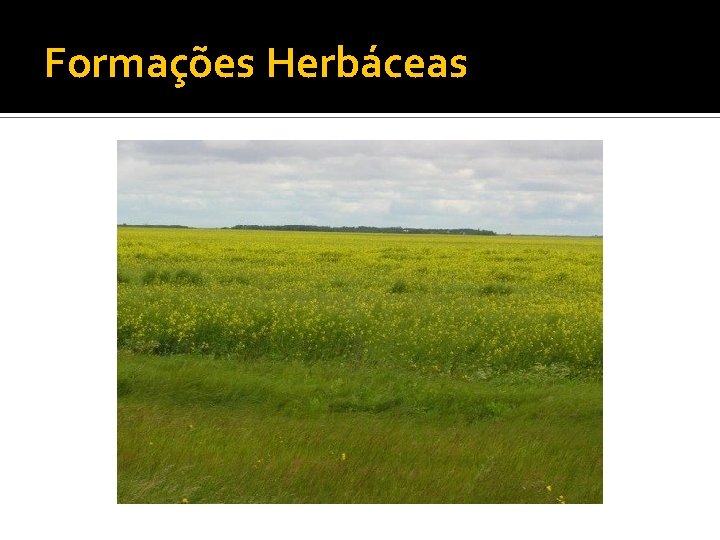 Formações Herbáceas 