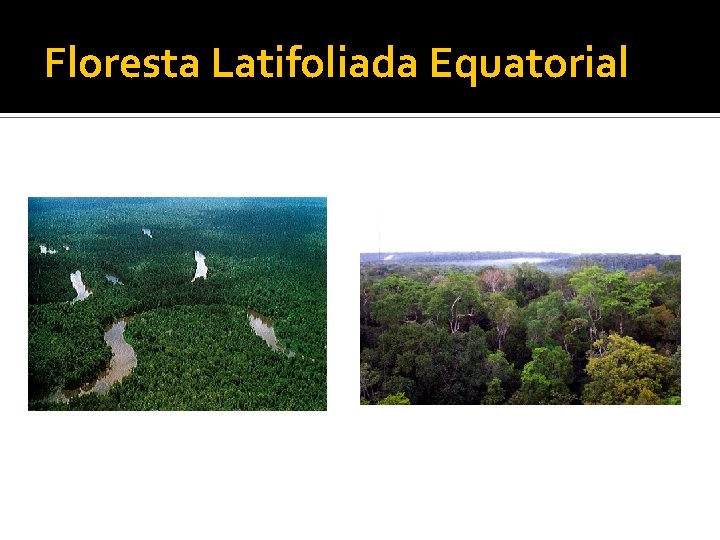 Floresta Latifoliada Equatorial 