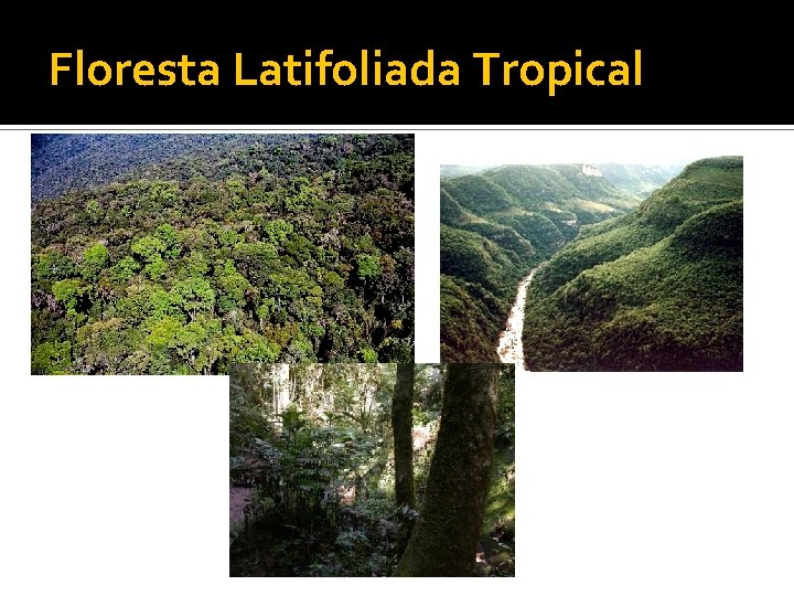 Floresta Latifoliada Tropical 