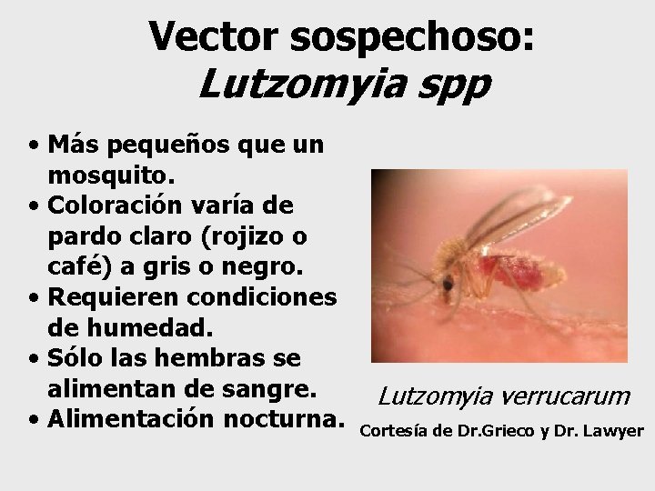 Vector sospechoso: Lutzomyia spp • Más pequeños que un mosquito. • Coloración varía de