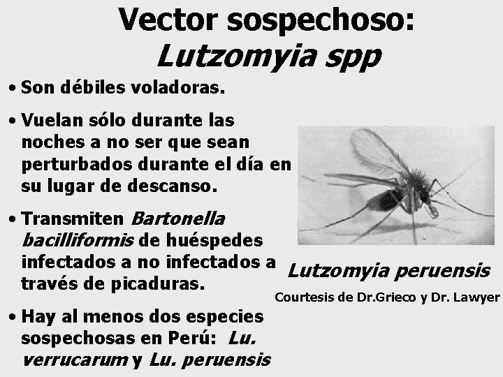 Vector sospechoso: Lutzomyia spp • Son débiles voladoras. • Vuelan sólo durante las noches