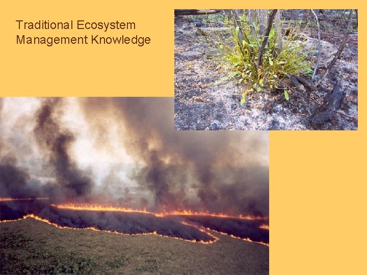 Traditional Ecosystem Management Knowledge 