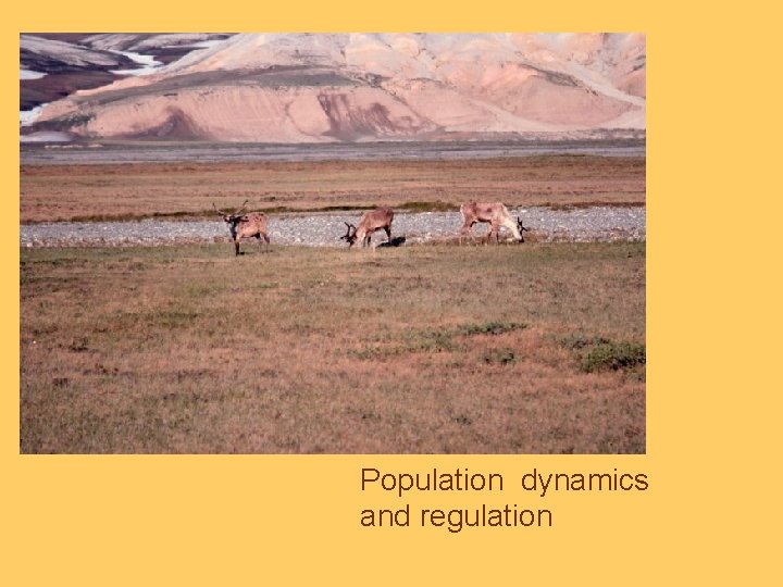 Population dynamics and regulation 