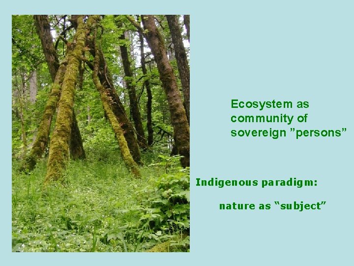 Ecosystem as community of sovereign ”persons” Indigenous paradigm: nature as “subject” 