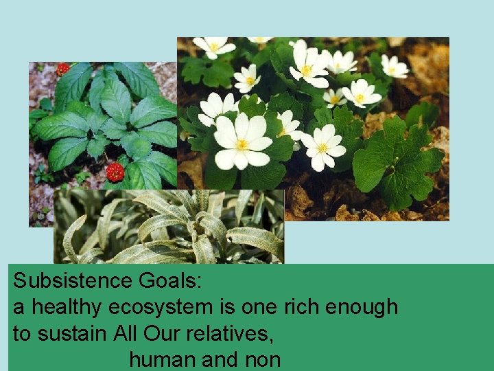 Subsistence Goals: a healthy ecosystem is one rich enough to sustain All Our relatives,