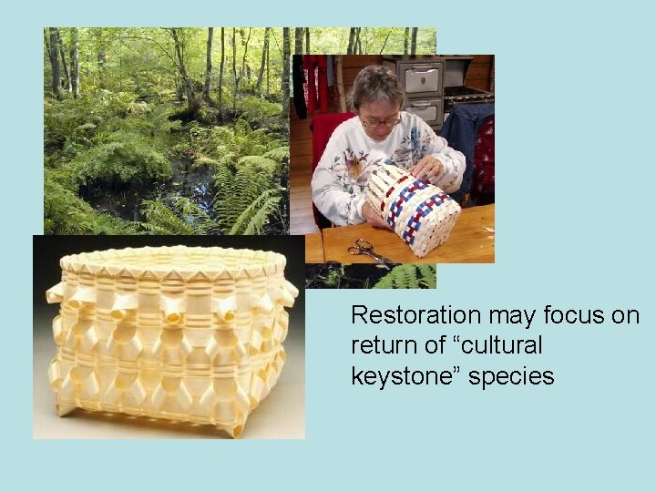Restoration may focus on return of “cultural keystone” species 