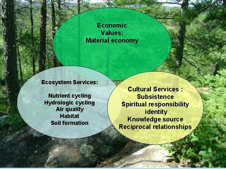 Economic Values: Material economy Ecosystem Services: Nutrient cycling Hydrologic cycling Air quality Habitat Soil