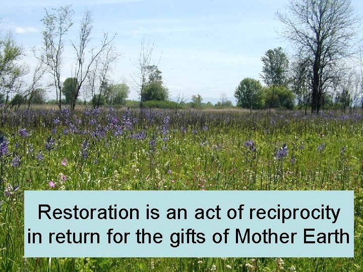 Restoration is an act of reciprocity in return for the gifts of Mother Earth