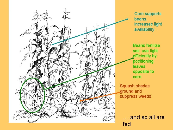 Corn supports beans, increases light availability Beans fertilize soil, use light efficiently by positioning