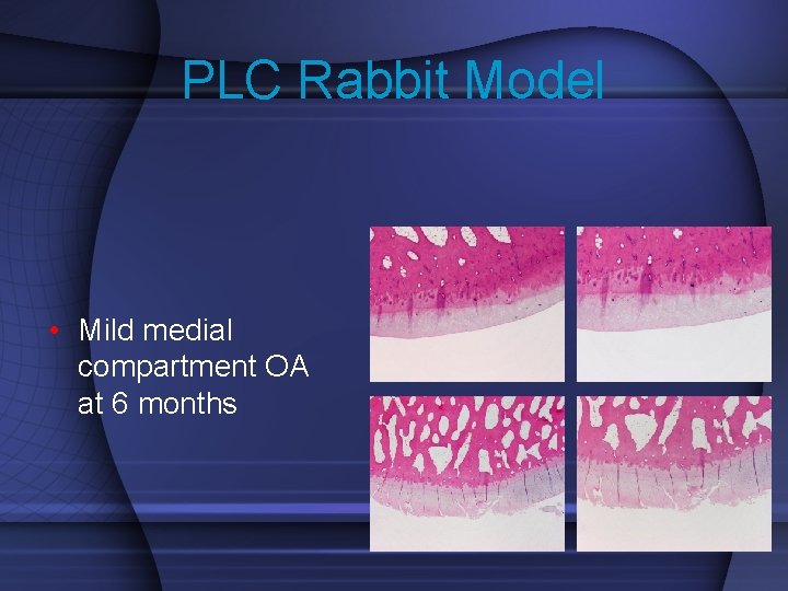 PLC Rabbit Model • Mild medial compartment OA at 6 months 