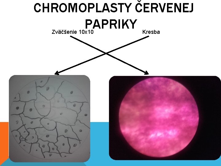 CHROMOPLASTY ČERVENEJ PAPRIKY Zväčšenie 10 x 10 Kresba 