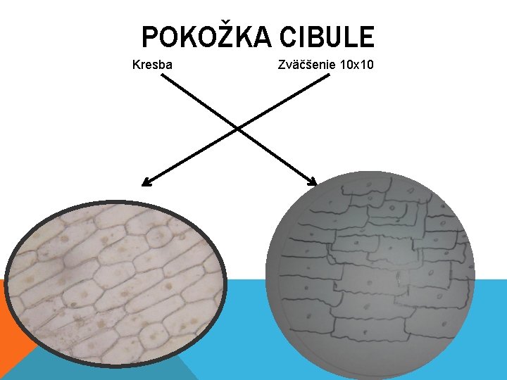 POKOŽKA CIBULE Kresba Zväčšenie 10 x 10 