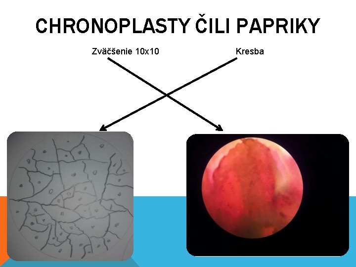 CHRONOPLASTY ČILI PAPRIKY Zväčšenie 10 x 10 Kresba 