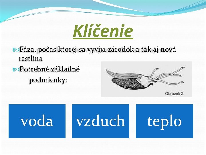 Klíčenie Fáza, počas ktorej sa vyvíja zárodok a tak aj nová rastlina Potrebné základné