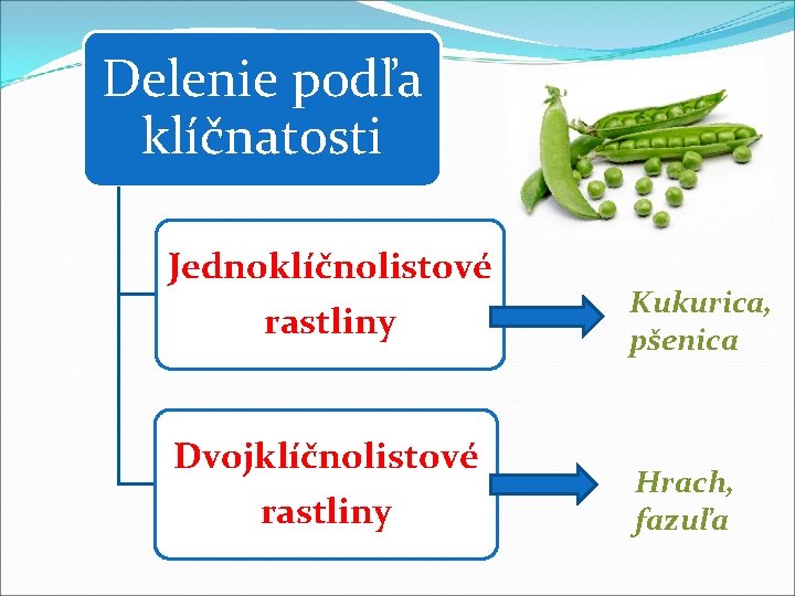 Delenie podľa klíčnatosti Jednoklíčnolistové rastliny Kukurica, pšenica Dvojklíčnolistové rastliny Hrach, fazuľa 