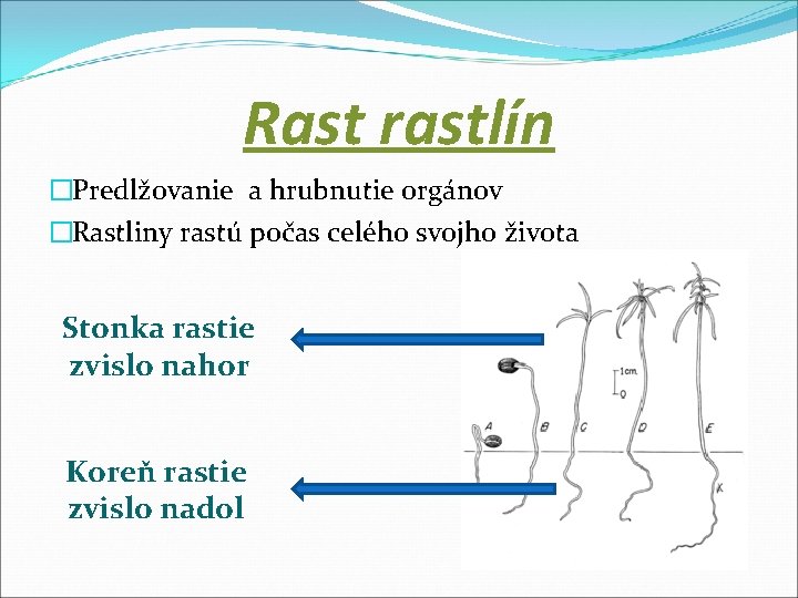 Rast rastlín �Predlžovanie a hrubnutie orgánov �Rastliny rastú počas celého svojho života Stonka rastie