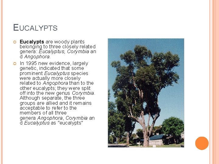 EUCALYPTS Eucalypts are woody plants belonging to three closely related genera: Eucalyptus, Corymbia an