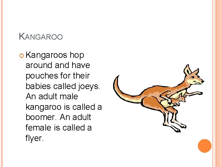 KANGAROO Kangaroos hop around and have pouches for their babies called joeys. An adult