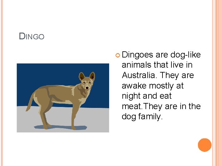 DINGO Dingoes are dog-like animals that live in Australia. They are awake mostly at