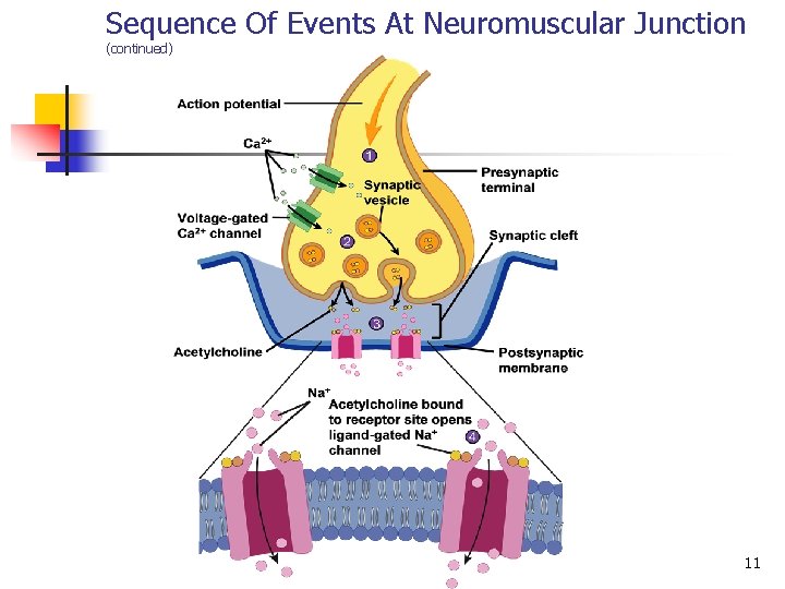 Sequence Of Events At Neuromuscular Junction (continued) 11 