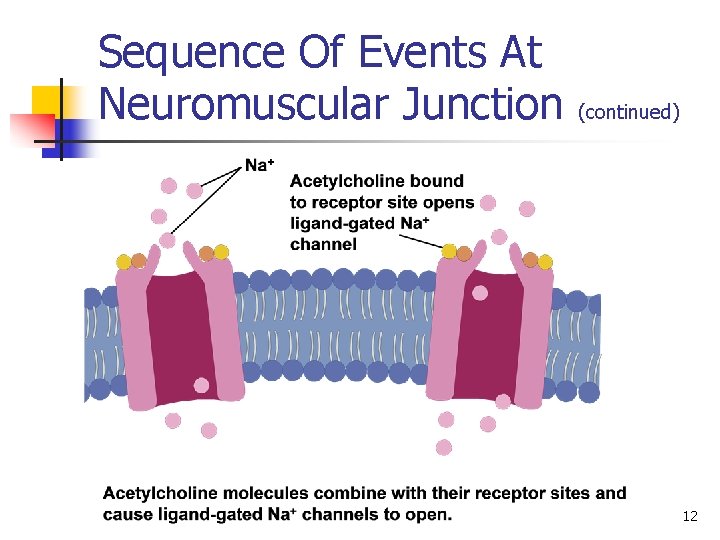 Sequence Of Events At Neuromuscular Junction (continued) 12 
