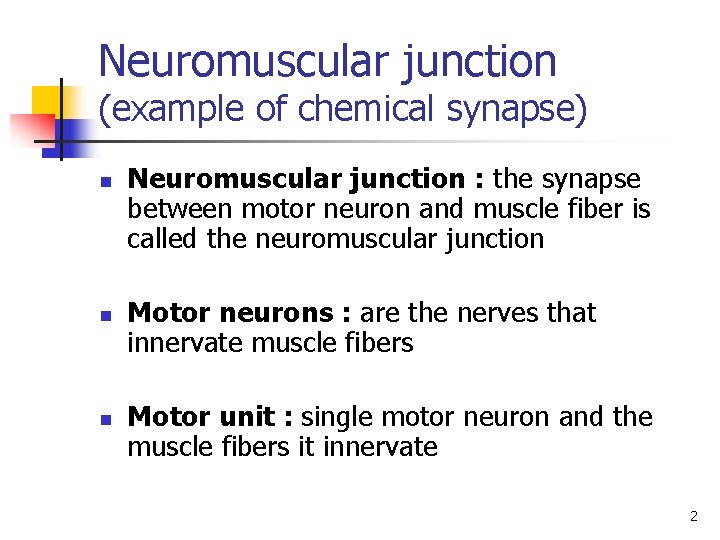 Neuromuscular junction (example of chemical synapse) n n n Neuromuscular junction : the synapse