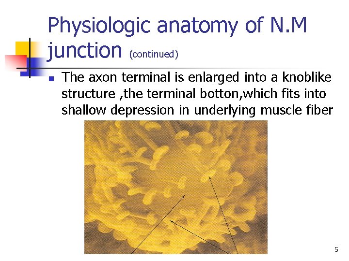 Physiologic anatomy of N. M junction (continued) n The axon terminal is enlarged into